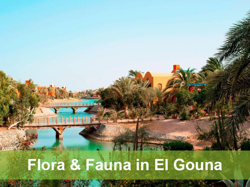 natur in el gouna